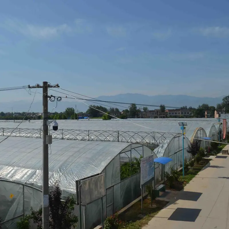 Regenopvang voor bosbessen