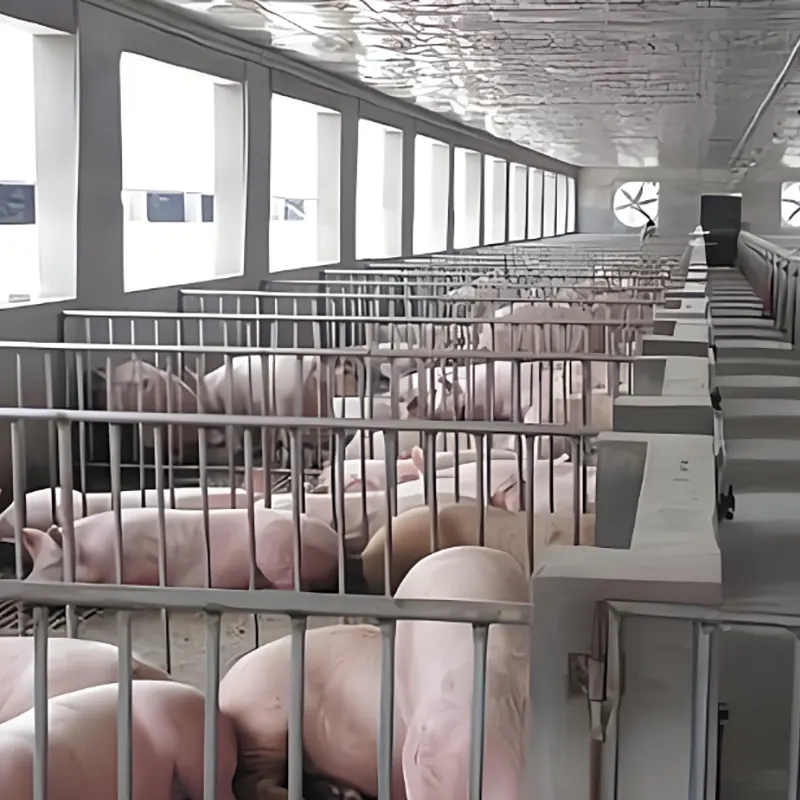 Pig Breeding Shed