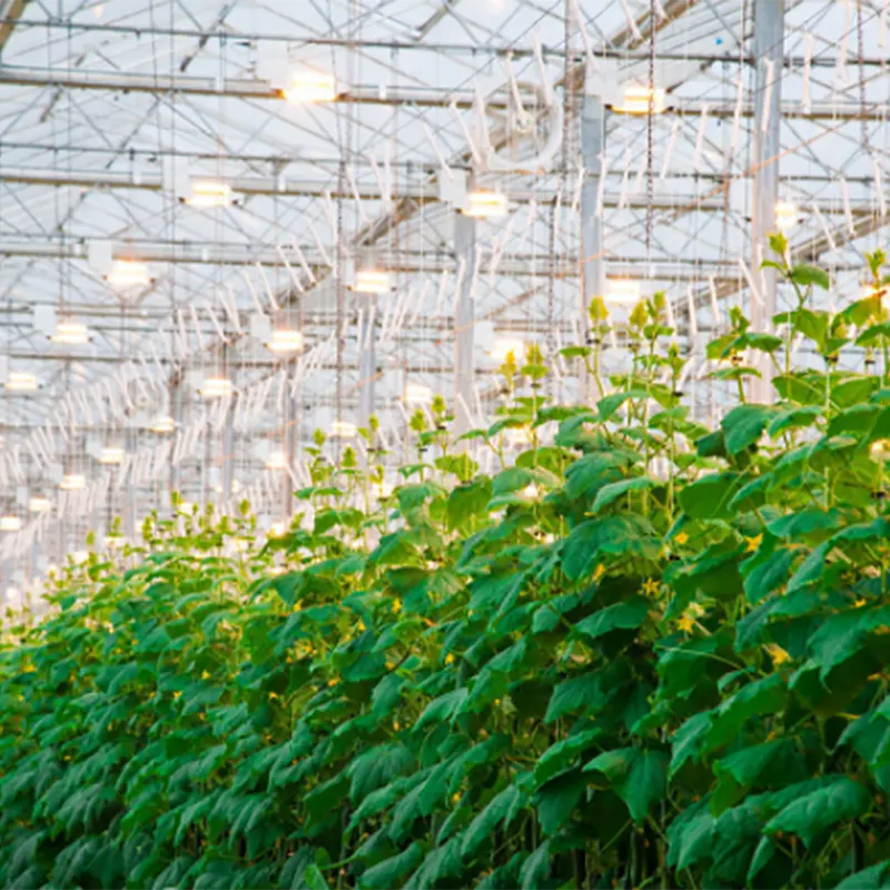 Double-Sided Sawtooth-Type Multi-Span Greenhouse