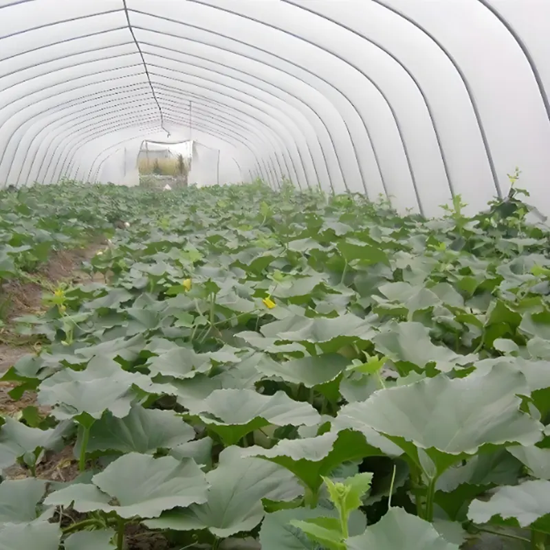 Watermeloenkas met één overspanning